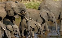 Donate to Charity Online - Donate to African Wildlife Foundation