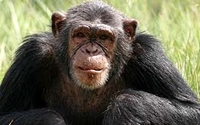 Donate to Charity Online - Donate to African Wildlife Foundation