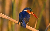 Donate to Charity Online - Donate to African Wildlife Foundation