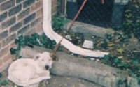 Donate to Michigan Anti-cruelty Society