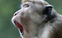 Donate to Charity Online - Donate to Advocates for Animals