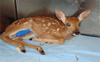 Donate to Charity Online - Donate to Alberta Institute for Wildlife Conservation
