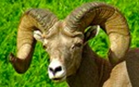 Donate to Charity Online - Donate to Alberta Wilderness Association