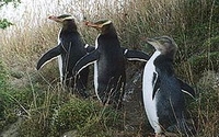Donate to The Yellow-Eyed Penguin Trust