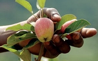 Donate to Charity Online - Donate to Africare