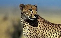 Donate to Charity Online - Donate to African Lion & Environmental Research Trust