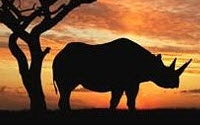 Donate to Charity Online - Donate to African Lion & Environmental Research Trust