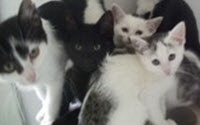 Give to Pennine Pen Animal Rescue Give to Pennine Pen Animal Rescue