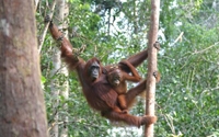 Donate to Orangutan Foundation