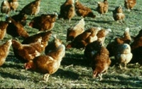 Donate to Compassion in World Farming