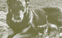 Donate to Charity Online - Donate to Actors and Others for Animals