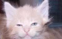 Donate to Charity Online - Donate to Action Volunteers for animals