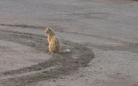 Donate to Charity Online - Donate to Action Volunteers for animals