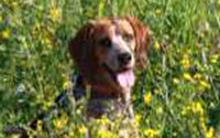 Donate to Charity Online - Donate to Adopt-a dog save-a-life Inc.