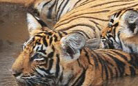 Donate to Earth Matters Foundation