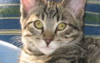 Donate to Charity Online - Donate to Abandoned Cats Rescue