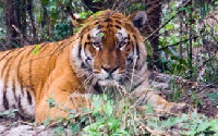 Donate to Charity Online - Donate to Aaranyak Nature Club-anc