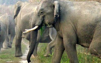 Donate to Charity Online - Donate to Aaranyak Nature Club-anc