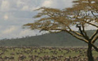 Donate to Charity Online - Donate to Acacia Insitute