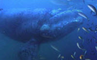 Donate to Charity Online - Donate to Afrioceans Conservation