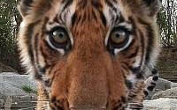 Donate to Charity Online - Donate to 21st Century Tiger