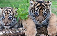 Donate to Charity Online - Donate to 21st Century Tiger