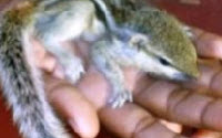 Donate to Charity Online - Donate to Action For Protection Of Wild Animals