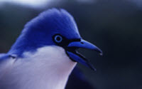 Donate to Charity Online - Donate to African Bird Club