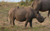 Donate to Charity Online - Donate to African Conservation Foundation