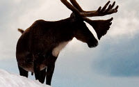 Donate to Charity Online - Donate to Alaska Conservation Foundation