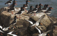 Donate to Charity Online - Donate to Alderney Wildlife Trust