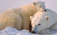 Donate to Charity Online - Donate to Alaska Wilderness League