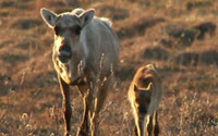Donate to Charity Online - Donate to Alaska Wilderness League