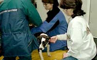 Donate to Animal Rescue
