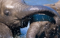Charity Giving Online - Donate to Pittsburgh Zoo & PPG Aquarium Charity Giving Online - Donate to Pittsburgh Zoo & PPG Aquarium