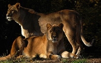 Online Fundraising - Donate to Pittsburgh Zoo & PPG Aquarium Online Fundraising - Donate to Pittsburgh Zoo & PPG Aquarium