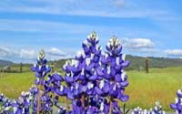 Charity Giving Online - Donate to Planning and Conservation League Foundation Charity Giving Online - Donate to Planning and Conservation League Foundation