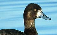 Personal fundraising pages in aid of Planning and Conservation League Foundation Personal fundraising pages in aid of Planning and Conservation League Foundation