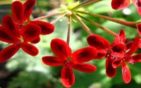 Charity Giving Online - Donate to Plant Heritage - NCCPG Charity Giving Online - Donate to Plant Heritage - NCCPG