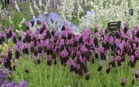 Personal fundraising pages in aid of Plant Heritage - NCCPG Personal fundraising pages in aid of Plant Heritage - NCCPG