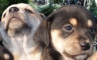 Charity Giving Online - Donate to Plantation Dog Rescue Charity Giving Online - Donate to Plantation Dog Rescue
