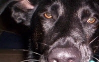 Online Fundraising - Donate to Plantation Dog Rescue Online Fundraising - Donate to Plantation Dog Rescue