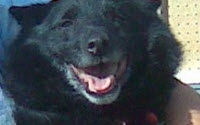 Personal fundraising pages in aid of Plantation Dog Rescue Personal fundraising pages in aid of Plantation Dog Rescue