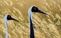 Charity Giving Online - Donate to Wetlands International Charity Giving Online - Donate to Wetlands International